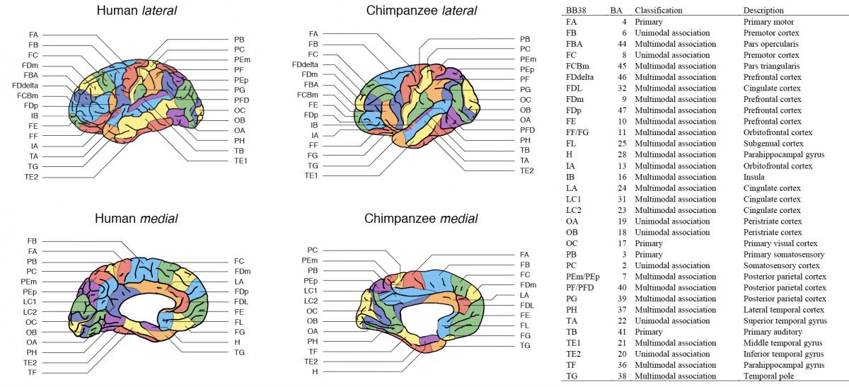 Ardesch cortical maps