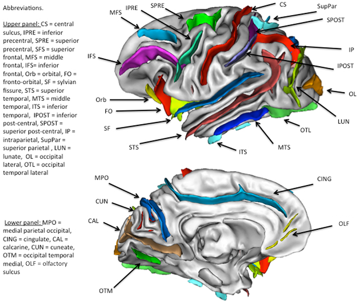 https://www.chimpanzeebrain.org/sites/default/files/Chimpanzee_sulci.png?utm_source=chatgpt.com