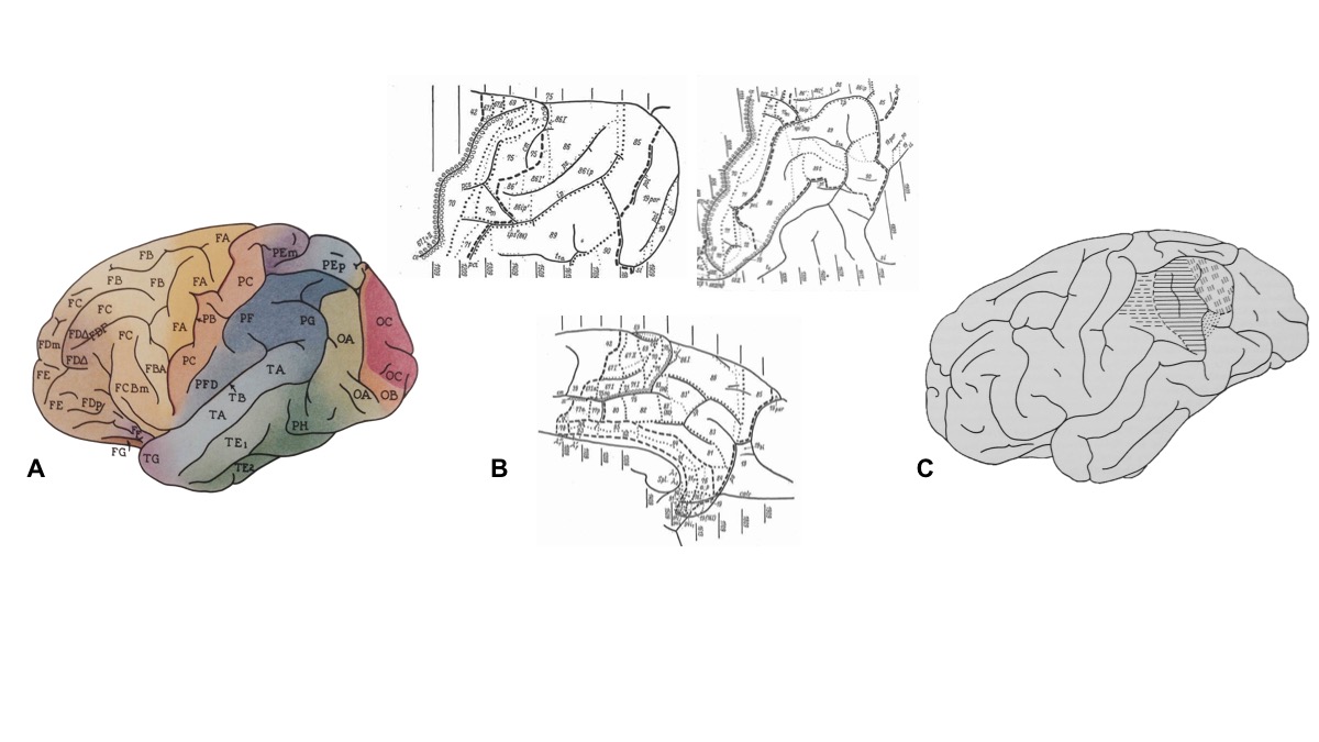 Brain 81. Головной мозг лошади анатомия.